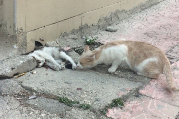 Anne kedi ölen yavrusunun başından dakikalarca ayrılmadı