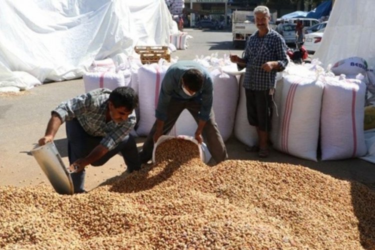 Antep fıstığında yeni rekor geliyor