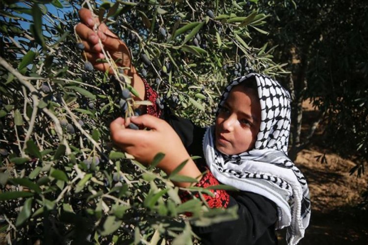 İsrail askerlerinden Filistinlilerin zeytin toplamasına engel