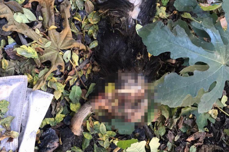 Zonguldak'ta bir hafta arayla ikinci vahşet