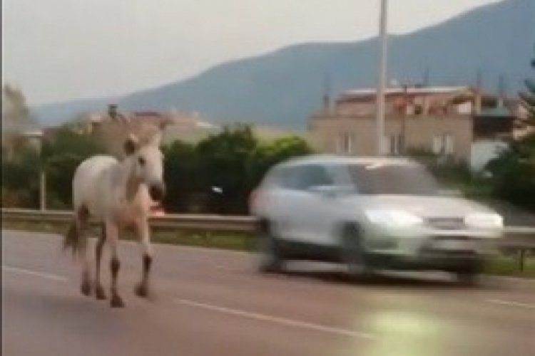 Bursa caddeleri hayvanat bahçesini aratmıyor!