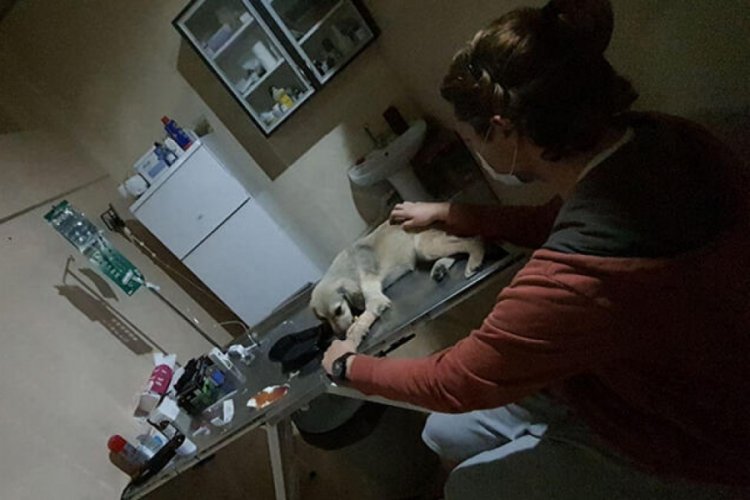 Çok sayıda köpek zehirlenerek öldürüldü