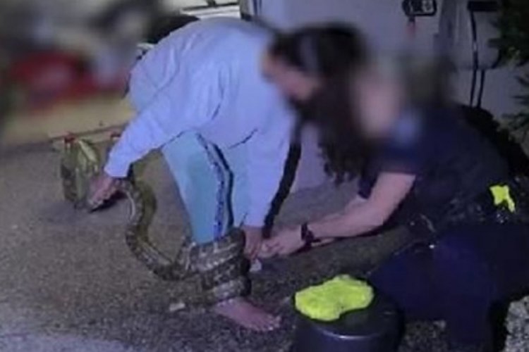 Kurtardığı pitonun saldırısına uğradı