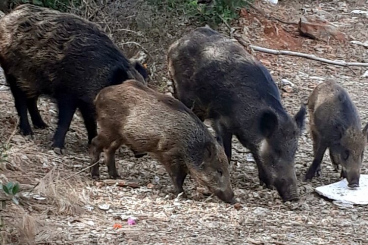 Bodrum'a inen yaban domuzları görüntülendi