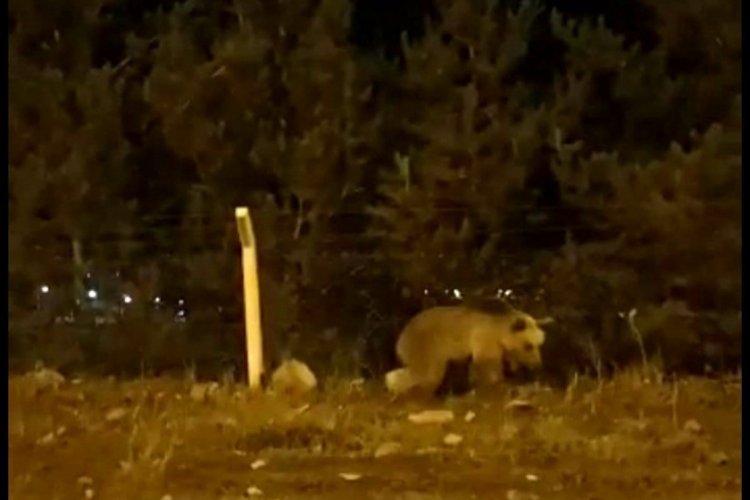 Ardahan'da şehre boz ayı indi