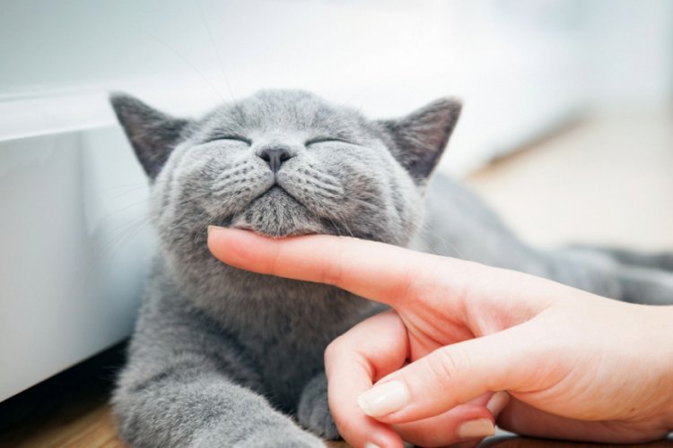 Türkiye'nin yüzde 19'u kedi sahibi