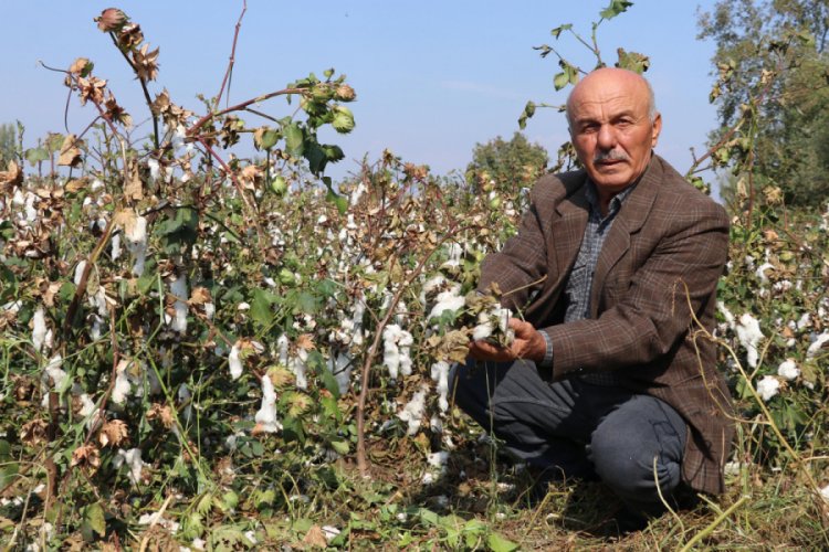 Dolu yağışı, Denizli'de pamukta yüzde 50 zarara yol açtı