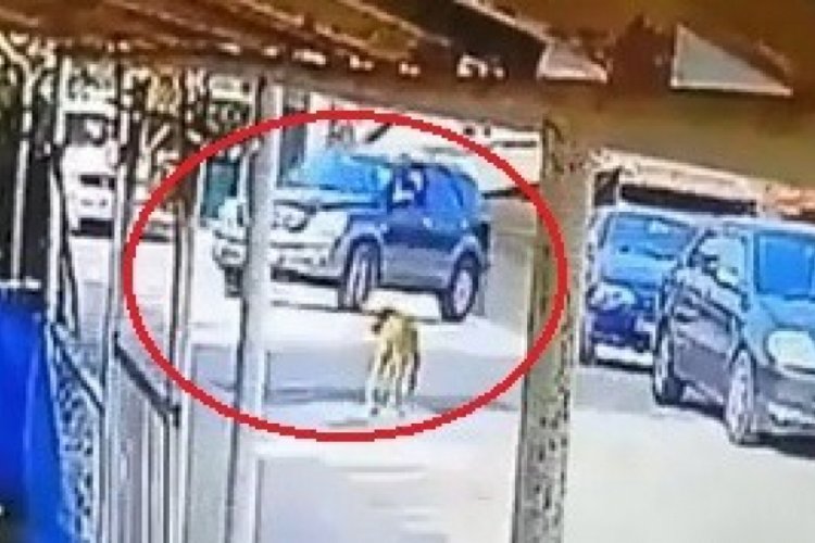 Göz göre göre cipi ile köpeğin üzerinden geçti