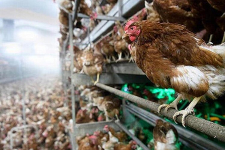 Hollanda'da ''kuş gribi'' paniği