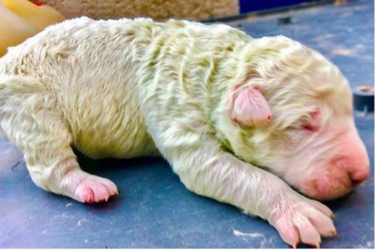 İtalya'da bir köpek 5 yavrusundan birini yeşil doğurdu