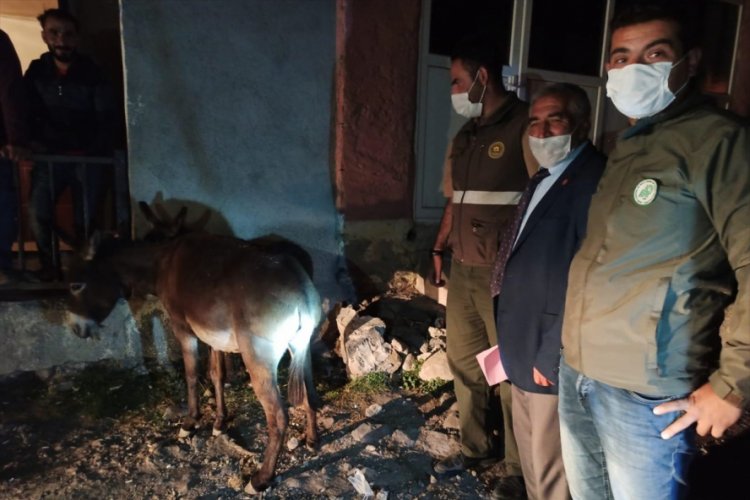 Eşeğe işkence etmenin cezası 947 lira