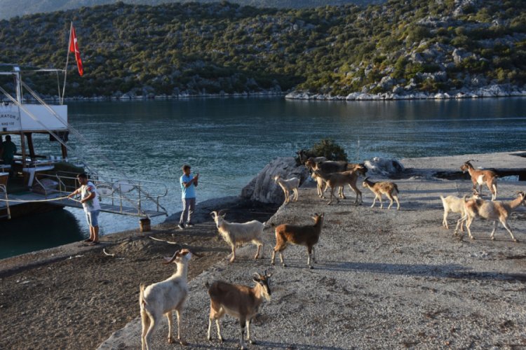 Aşırlı Adası'ndaki dağ keçilerine yiyecek ve içecek