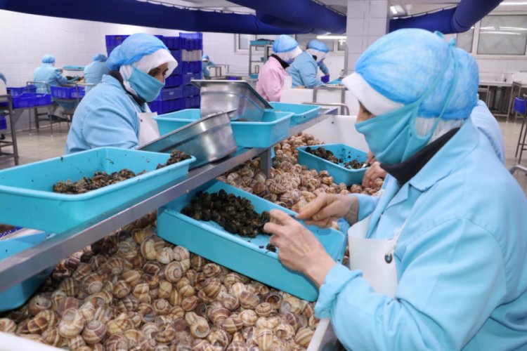 Bilecik'ten dünyaya 700 ton salyangoz dolması