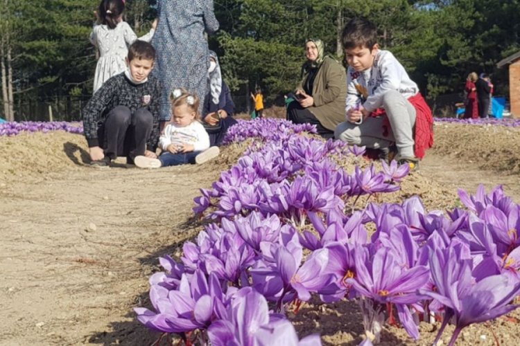 Safran tarlaları turist akınına uğruyor