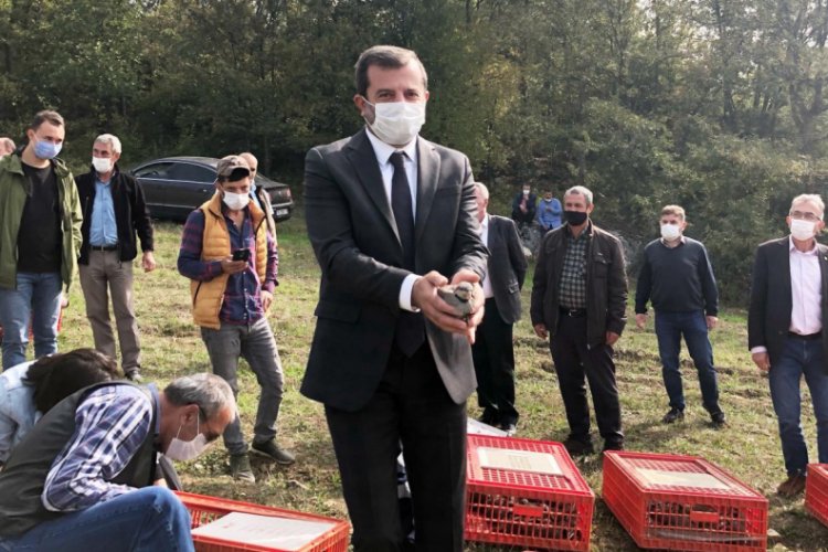 Bursa Gürsu'da keklik popülasyonu arttırılıyor