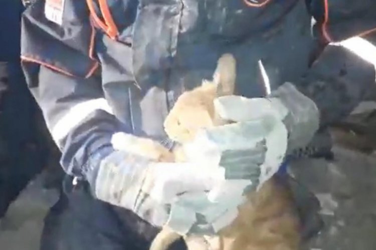 Depremde enkaz altında kalan kedi kurtarıldı