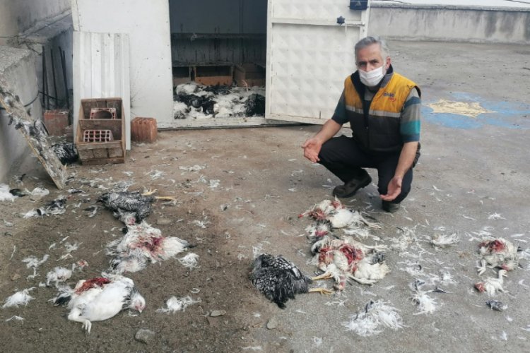 Bursa'da pitbulların tavuk katliamı
