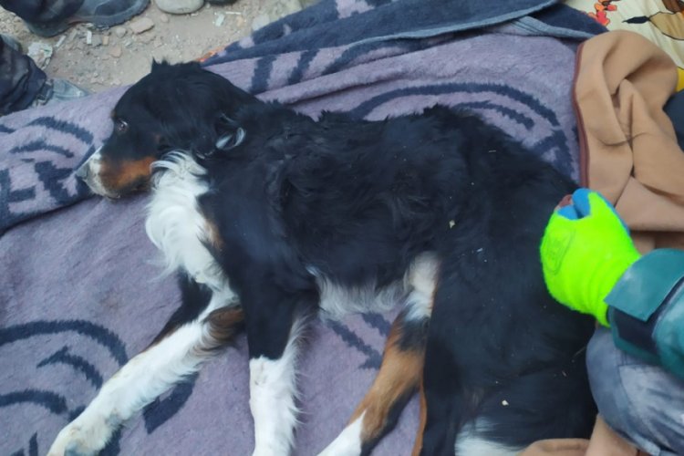 Enkaz altından 65 saat sonra bir köpek sağ olarak çıkartıldı