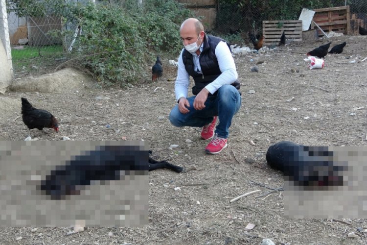 Bursa'da köpekleri komşusu tarafından öldürülen çiftlik sahibi: Bu işin peşini bırakmayacağım