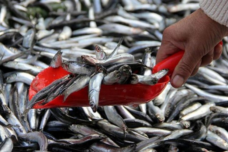 Muğla'dan dünyanın dört bir yanına balık ihracatı