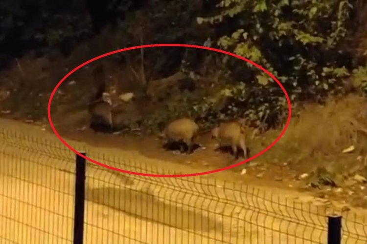 Bursa'da domuzlar şehir merkezine inerek yiyecek aradı