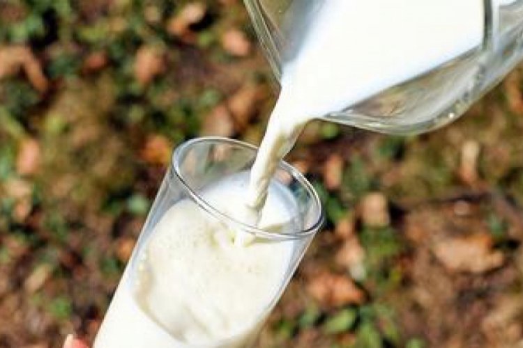 Çiğ süt destekleri bugün yatıyor