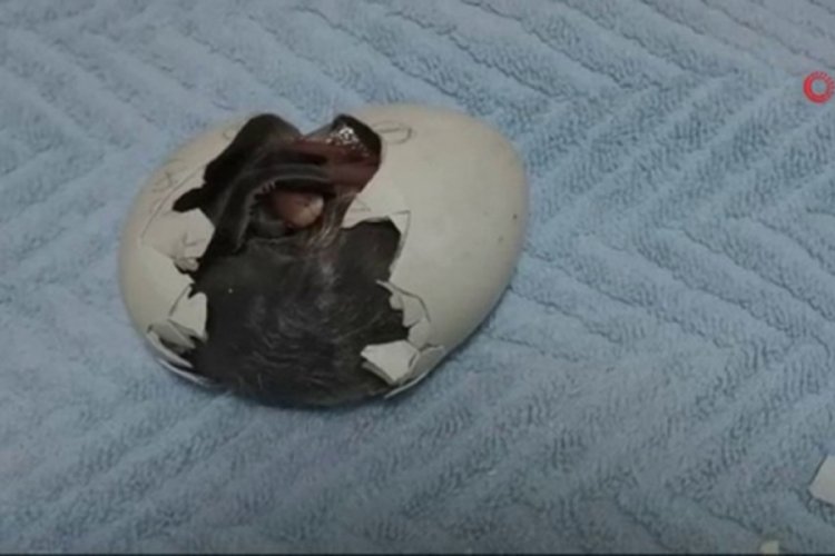 Çember Sakallı Penguen'in yumurtadan çıktığı an ilgiyle izlendi
