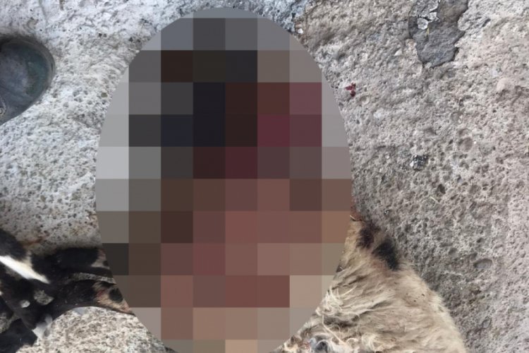 Köye inen kurt sürüsü 18 koyunu telef etti