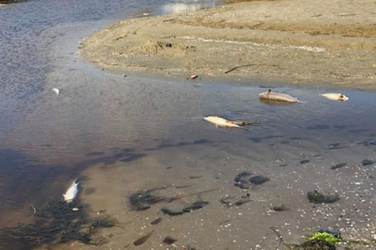 Silivri'de tedirgin eden balık ölümleri