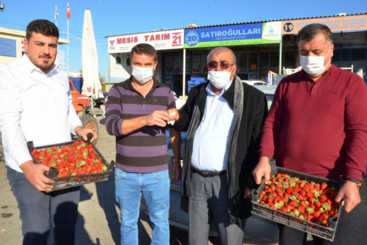 Kilosu 20 liraya satılan sezonun ilk çileğine çeyrek altın ödülü