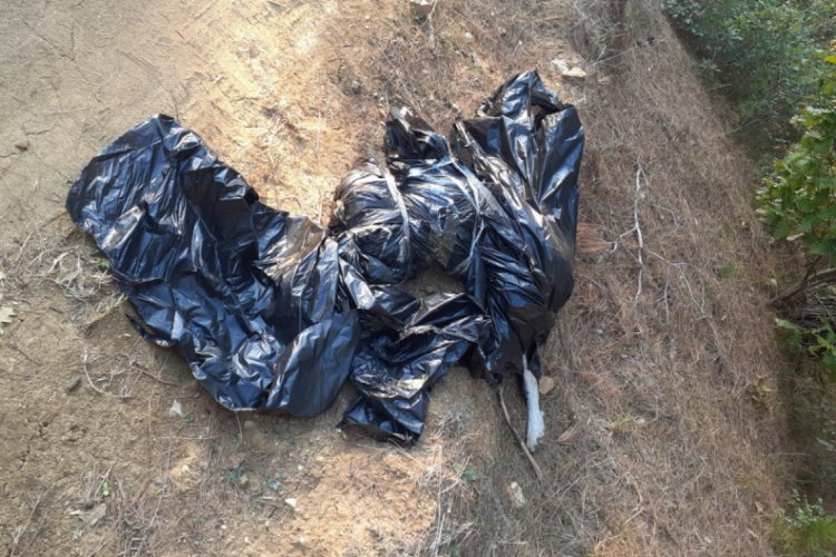 Ormana atılmış çöp poşetinde ölmüş köpek bulundu