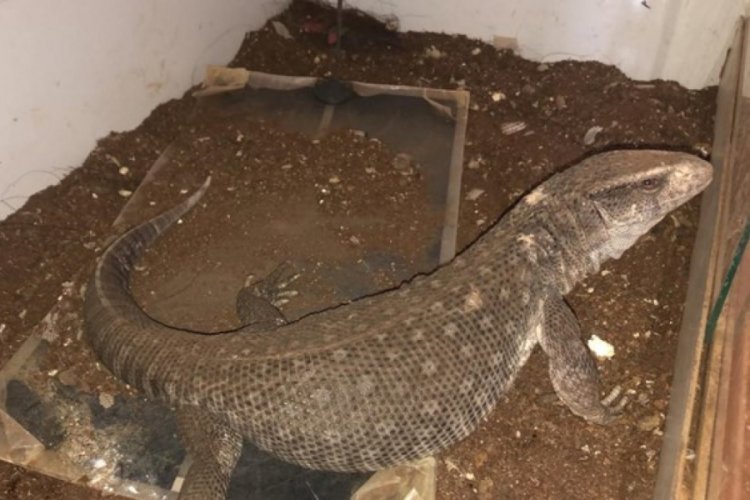 Doğa koruma ekipleri, 13'ü çöl varanı 21 canlıya el koydu
