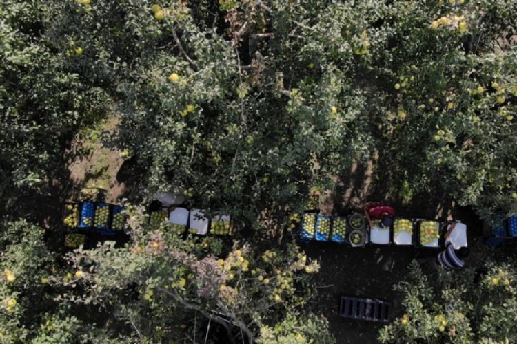 Bursa'da hasadına başlanan deveci armutları pazar yerine depoya gidiyor