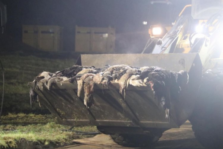 Danimarka mutasyona uğrayan milyonlarca vizonu toplu mezarlara gömüyor