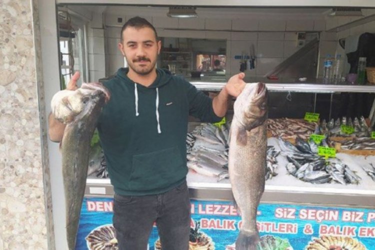 Kilosu 140 liradan Karadeniz levreği