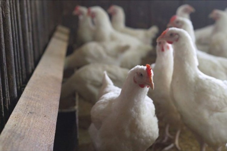 Japonya'da kuş gribi salgını yayılıyor