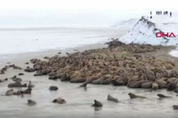 Rusya'nın kuzeyinde mors sürüsü tespit edildi