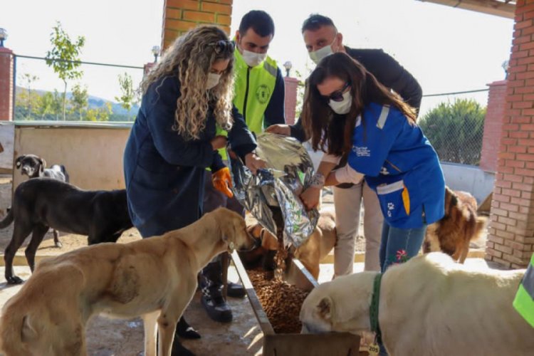 Bursa, İzmir'deki can dostları da unutmadı