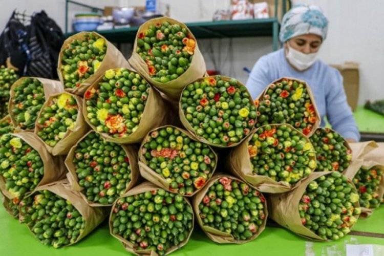 240 milyon lira çöpe gidebilir