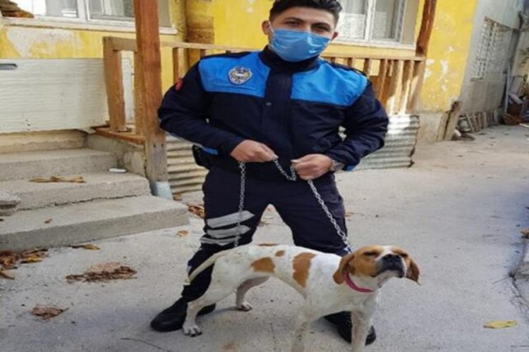 Sopayla işkence edilen köpeği zabıta görevlisi sahiplendi