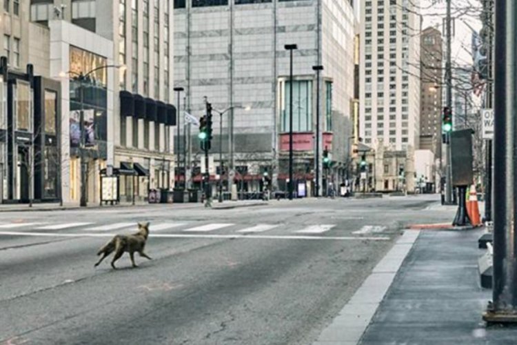 ABD'nin Chicago kentinde yeni Koronavirüs önlemleri