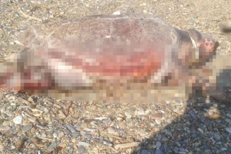 Caratte Caretta boynunda iple sahile vurdu