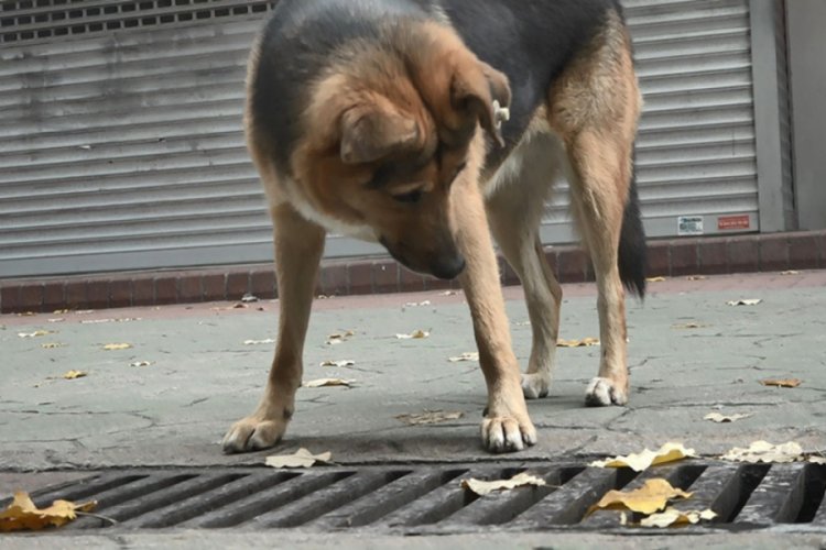Merak konusu olan sokak köpeği itfaiye ekiplerini de harekete geçirdi