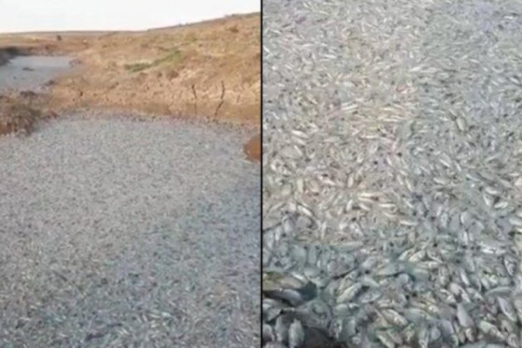Ilısu Barajı'nda kapaklar açıldı, korkutan görüntüler oluştu