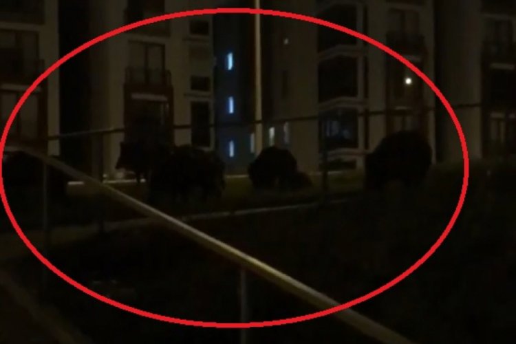 Bursa Mudanya'da görülen domuz sürüsü tedirginlik yarattı