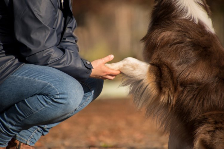 İspanyol akademisyenler: Köpek sahipleri risk altında