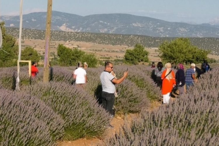 'Mor turizm' lavanta tarlaları pandemiye rağmen 250 bin ziyaretçi ağırladı