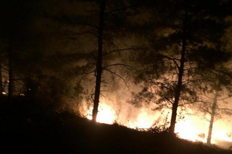 Hatay'da orman yangını!