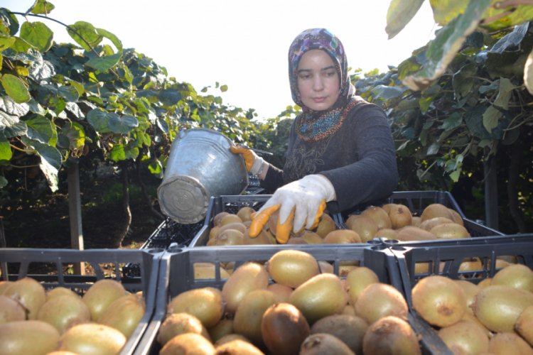 Bursa'da üretilen kiviler, Uzak Doğu'ya ihraç ediliyor
