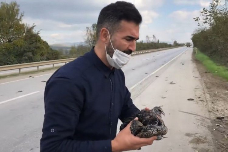 D-100'de yaklaşık 50 sığırcık kuşu ölü ve yaralı bulundu